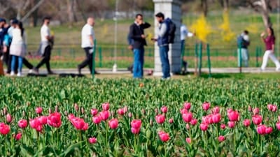 Other spring flowers such as hyacinths, daffodils, muscari and cyclamens will also be on display to add to the variety of flowers and colours in the garden, they said. (PTI) Other spring flowers such as hyacinths, daffodils, muscari and cyclamens will also be on display to add to the variety of flowers and colours in the garden, they said. (PTI)