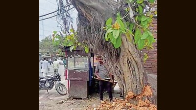 Recently, a well-grown Pipal tree in front of a hosiery shop in Sundar Nagar, was allegedly axed by the owner of the shop. (HT photo)