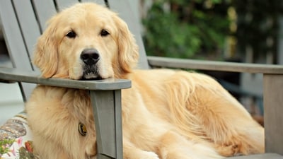 In the study, the dogs were presented with objects -- sometimes matching the word their owner said and sometimes not -- and their brain's electrical activity was measured. (Unsplash) In the study, the dogs were presented with objects -- sometimes matching the word their owner said and sometimes not -- and their brain's electrical activity was measured. (Unsplash)