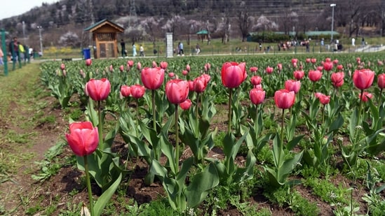 "The tulip garden has been thrown open to the public," the department's Commissioner Secretary Sheikh Fayaz Ahmad told news agency PTI.&nbsp;(ANI)