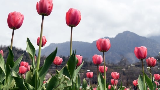 Asia's largest tulip garden in Srinagar was thrown open to the public on Saturday, officials said. The garden is nestled between the Dal Lake and the Zabarwan Hills.&nbsp;(ANI)