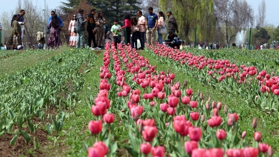 Tulips bloom at Indira Gandhi Memorial Tulip Garden after it was opened to the public, in Srinagar on Saturday.(ANI)