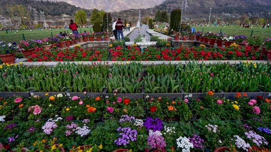 The department added that five new varieties of tulips have been added to the existing 68 this year. It has also increased the area of the tulip garden by adding another two lakh bulbs.&nbsp;(PTI)