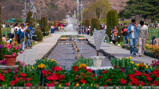 The department plants the tulip bulbs in a phased manner so that the flowers remain in the garden for a month or more.&nbsp;(PTI)