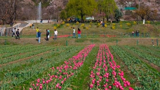 "When the garden blooms fully, there will be a rainbow of tulips," department officials said.&nbsp;(PTI)