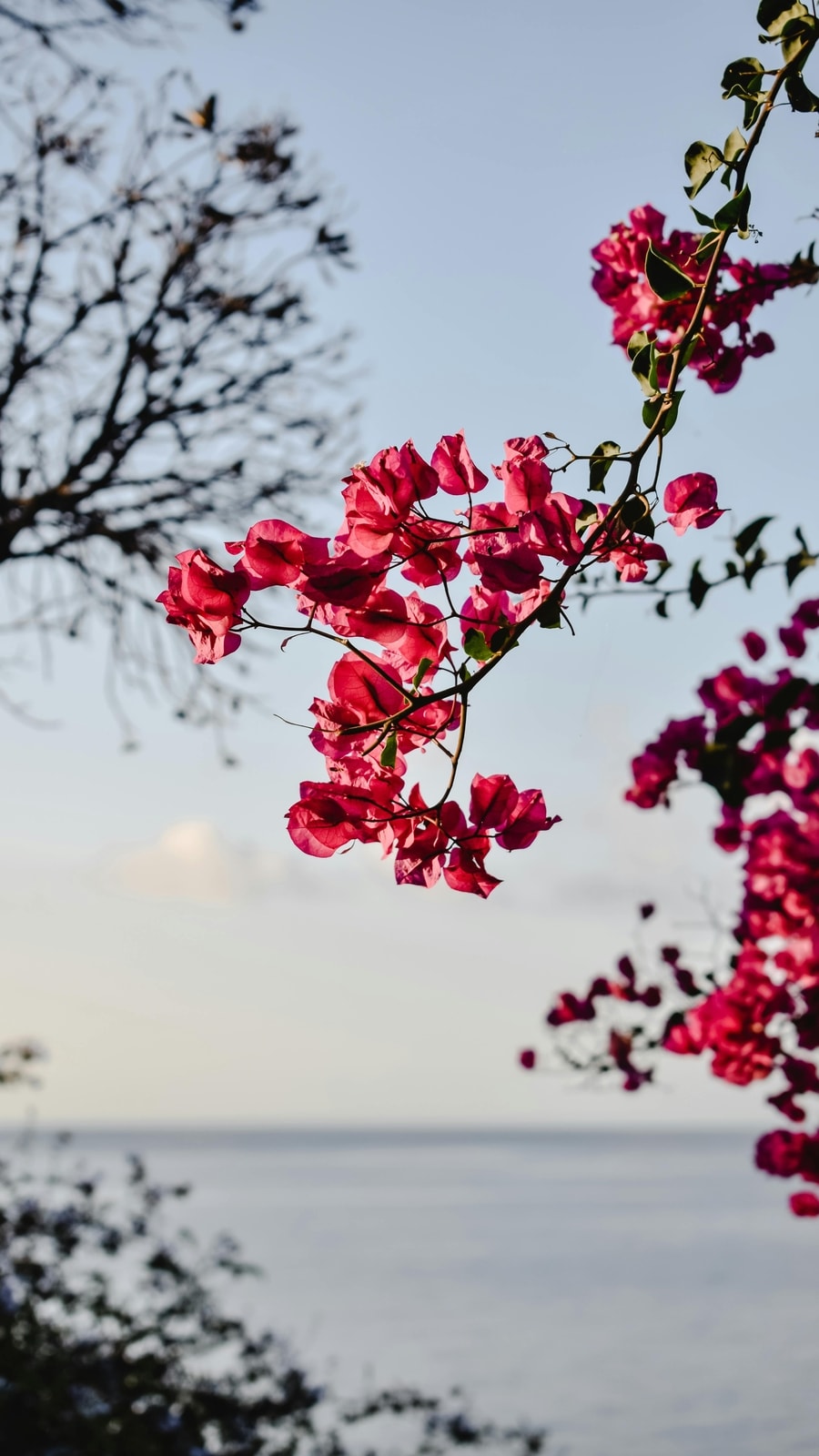 Bougainvillea