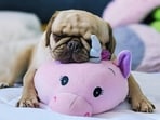 Can dogs understand words? Brain wave study suggests dogs recall names of favourite toys 