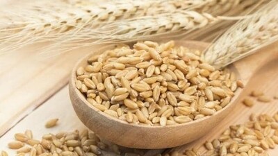 Barley: Barley is a commonly consumed cereal grain. It is rich in fiber and many other vitamins and minerals. Individuals who are not accustomed to eating a high fibre diet may face gas issues if they add barley to their diet all of a sudden. Barley also contains gluten, hence people with gluten insensitivity or intolerance may face issues regarding gas. (Shutterstock) Barley: Barley is a commonly consumed cereal grain. It is rich in fiber and many other vitamins and minerals. Individuals who are not accustomed to eating a high fibre diet may face gas issues if they add barley to their diet all of a sudden. Barley also contains gluten, hence people with gluten insensitivity or intolerance may face issues regarding gas. (Shutterstock)