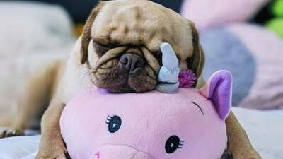 Can dogs understand words? Brain wave study suggests dogs recall names of favourite toys (Photo by Rebecca Campbell on Unsplash) Can dogs understand words? Brain wave study suggests dogs recall names of favourite toys (Photo by Rebecca Campbell on Unsplash)