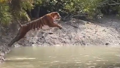 A screengrab from the video of the tiger shared by the IRAS officer. (X/@Ananth_IRAS)