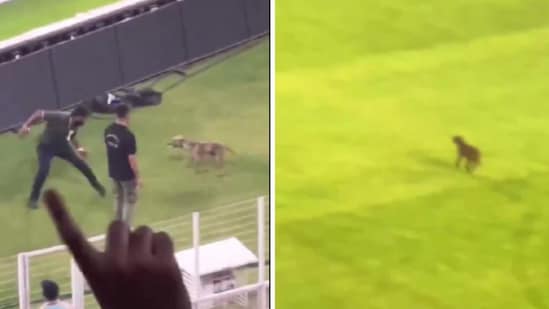IPL 2024: The dog outpaced police and security personnel's attempts to stop its dash onto the field at Ahmedabad's Narendra Modi Stadium. (X/@riseup_pant17)