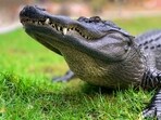 The alligator living at a former Coca-Cola plant in Florida was fed by locals, contributing to its excessive weight gain (Representational image). The alligator living at a former Coca-Cola plant in Florida was fed by locals, contributing to its excessive weight gain (Representational image).