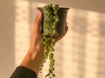 String_of_Pearls_plant
