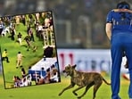 The recent IPL match of Gujarat Titans vs Mumbai Indians in Ahmedabad saw a dog enter the stadium accidently. (Inset) A grab from the video shows field staff and security personnel chasing down the dog.