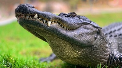 The alligator living at a former Coca-Cola plant in Florida was fed by locals, contributing to its excessive weight gain (Representational image). (Unsplash/@jackkelly) The alligator living at a former Coca-Cola plant in Florida was fed by locals, contributing to its excessive weight gain (Representational image). (Unsplash/@jackkelly)