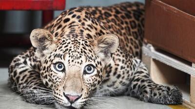 Just before this incident, a bike rider, who was crossing the Pune - Nashik Highway near Alephata, was also injured as he was hit by the same leopard. (REPRESENTATIVE PHOTO) Just before this incident, a bike rider, who was crossing the Pune - Nashik Highway near Alephata, was also injured as he was hit by the same leopard. (REPRESENTATIVE PHOTO)