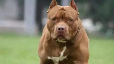 The government of India has banned the sale and breeding of 23 dog breeds (Representative Photo) The government of India has banned the sale and breeding of 23 dog breeds (Representative Photo)