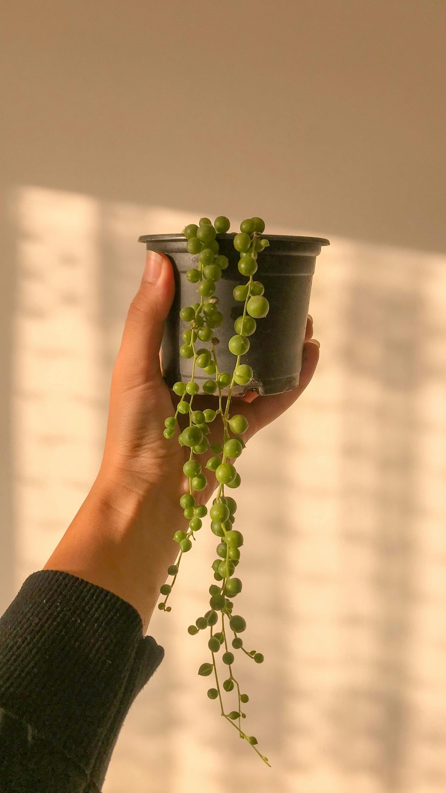 String_of_Pearls_plant