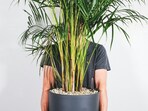 areca_palm