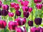 Read what can be your spring flower based on your zodiac sign.