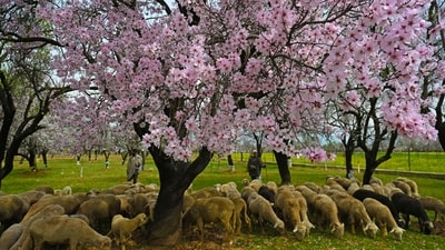 As Kashmir welcomes Spring, it opens its arms to all who seek solace, beauty, and the timeless allure of this paradise on earth. (HT Photo/Waseem Andrabi)
