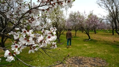 The blooming almond trees signify the beauty and renewal that Spring brings to the valley, setting the stage for a season of natural splendour and rejuvenation in Kashmir. (HT Photo/Waseem Andrabi)