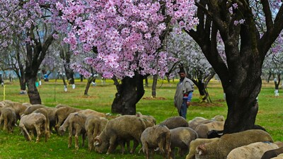 A shepherd herds a flock of sheep in an almond orchard during spring season at the village in Pulwama district, south of Srinagar, on Wednesday. (HT Photo/Waseem Andrabi)