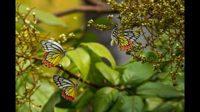 Butterfly diversity was assessed at the 109-acre campus along with host and nectar plants from July 2021 to June 2022. (HT PHOTO) Butterfly diversity was assessed at the 109-acre campus along with host and nectar plants from July 2021 to June 2022. (HT PHOTO)
