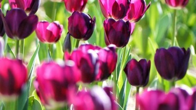 Read what can be your spring flower based on your zodiac sign. Read what can be your spring flower based on your zodiac sign.
