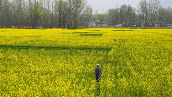 The arrival of Spring in Kashmir heralds a time of rejuvenation, celebration, and the timeless allure of nature's bounty in one of the most captivating regions of the world.&nbsp;(HT Photo/Waseem Andrabi)