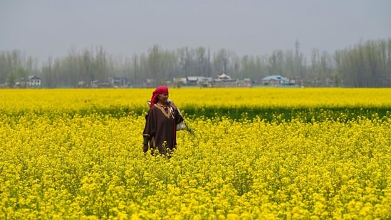 A woman walks through a mustard field during spring season at the village in Pulwama district.(HT Photo/Waseem Andrabi)