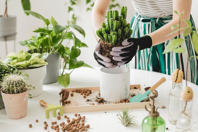 Succulents are ideal as they store water in their leaves, making them drought-tolerant. (Shutterstock) Succulents are ideal as they store water in their leaves, making them drought-tolerant. (Shutterstock)