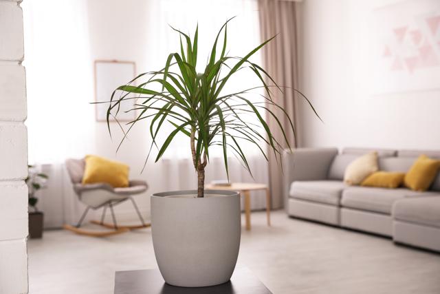 Opt for plants that grow slowly, need low light and not too much water, like dracaena. (Shutterstock) Opt for plants that grow slowly, need low light and not too much water, like dracaena. (Shutterstock)