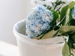 hydrangea_plant