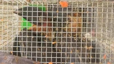 Indonesian Hornbills (HT Photo) Indonesian Hornbills (HT Photo)