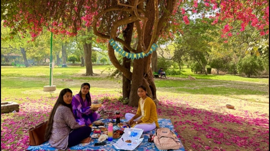 Two side-by-side bougainvillea trees in Lodhi Garden, close to the duck pond. (HT Photo)