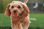 Does your dog understand when you talk about its favourite objects? Check out what the Hungarian study says. Does your dog understand when you talk about its favourite objects? Check out what the Hungarian study says.