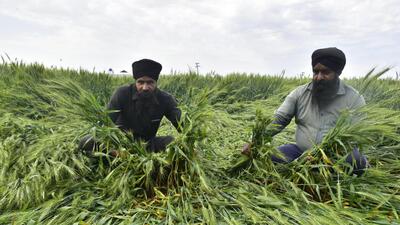 Farmers checking on the flattened wheat crop after the overnight rain and hailstorm in Amritsar district on Saturday. (Sameer Sehgal/HT) Farmers checking on the flattened wheat crop after the overnight rain and hailstorm in Amritsar district on Saturday. (Sameer Sehgal/HT)