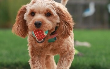 Does your dog understand when you talk about its favourite objects? Check out what the Hungarian study says. (Unsplash/Mia Anderson) Does your dog understand when you talk about its favourite objects? Check out what the Hungarian study says. (Unsplash/Mia Anderson)