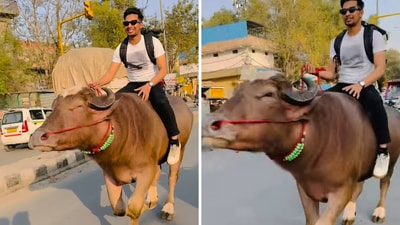 The image shows a man riding a bull on Haryana roads. (Instagram/@bull_rider_077)