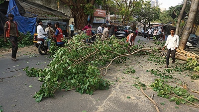 Mumbai, India - March ,30, 2024: three persons were injured when a tree fell outside jai bharat school mulund colony ,in Mumbai, in Mumbai, India, on, Saturday, March,30, 2024. ( Praful Gangurde / HT Photo )