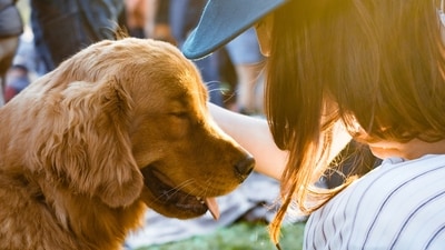 Check for Signs of Heat Stress: Be vigilant for signs of heat stress in animals, such as excessive panting, drooling, or lethargy, and take immediate action if needed.&nbsp; (Unsplash)
