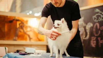 Grooming: Regularly groom pets with thick coats to help them stay cool and prevent heat-related issues.&nbsp; (Unsplash)