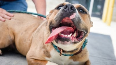 Shade and Shelter: Create shaded areas in your yard or neighbourhood for animals to seek refuge from the sun, especially for stray animals and wildlife.&nbsp; (Unsplash)