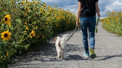 Limit Exercise: Avoid strenuous exercise during the hottest parts of the day to prevent heat exhaustion in pets and animals.&nbsp; (Unsplash)