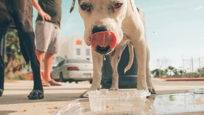 Provide Fresh Water: Ensure a constant supply of fresh, clean water for birds, stray animals, and pets to stay hydrated in the heat.&nbsp; (Unsplash)
