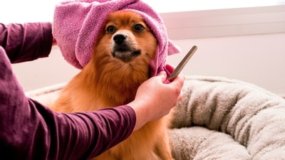 Provide Wet Towels: Place damp towels or cloths in shaded areas for animals to lie on and cool down.&nbsp; (Unsplash)