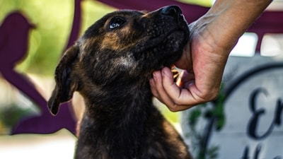 Avoid Hot Surfaces: Keep in mind that pavements, roads, and metal surfaces can become extremely hot and can burn the paws of animals.&nbsp; (Unsplash)