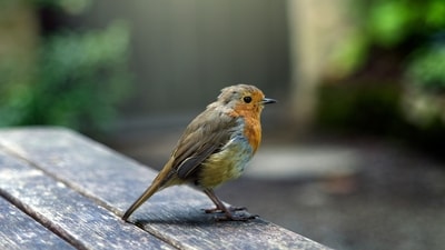 Protect Wildlife: Place shallow dishes of water in your garden for wildlife like birds, squirrels, and insects to access during the heatwave.&nbsp; (Unsplash)