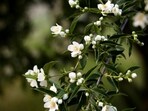 jasmine